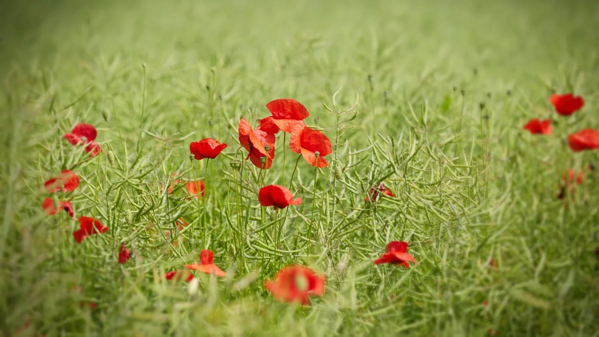 Syngenta og Velas sætter sammen fokus på biodiversitet. Foto: Colourbox