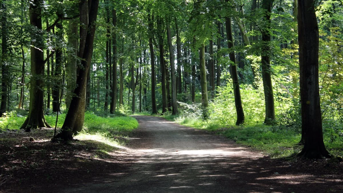 Nu kan skovejere og kommuner søge om tilskud til biodiversitet. Foto: Colourbox.