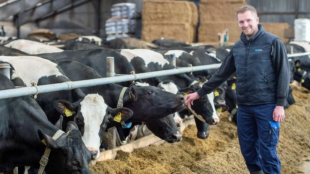 Udfordringer med mælkefeber fik Søren Weinkouff Henningsen til at prøve Easy-X Plus til goldkøerne på Kirstinesminde Landbrug, og det har han ikke fortrudt.