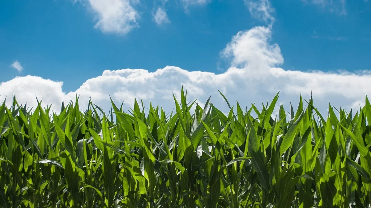 Majs bruges til at producere majssirup, der er en vigtig ingrediens i mange drikkevarer i The Coca-Cola Company's portefølje. Foto: Pixabay