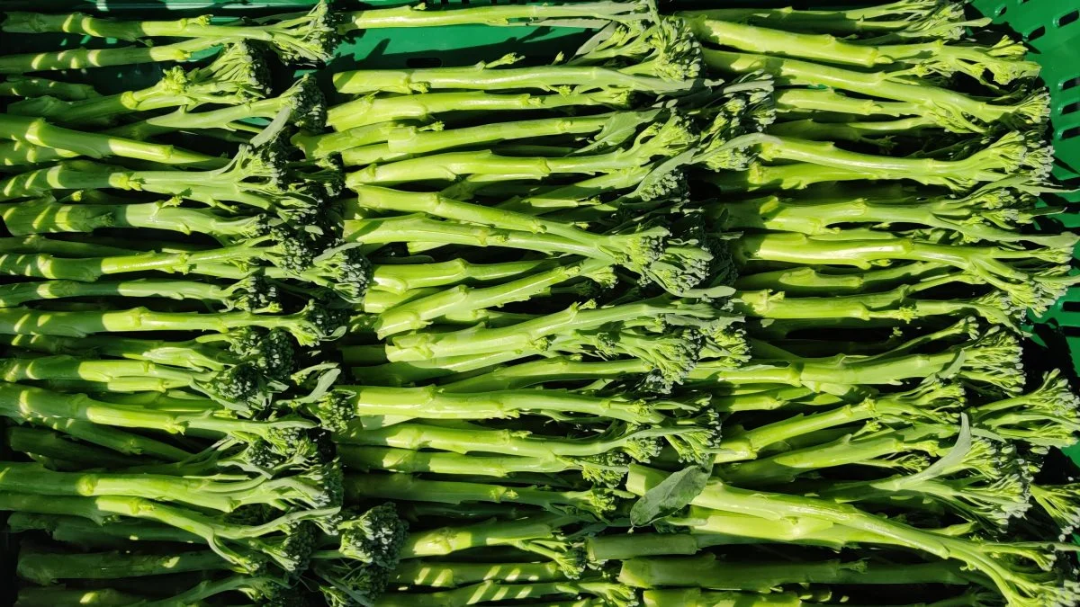 Sådan ser Bimi-broccolien ud. Denne ydmyge grøntsag har over det seneste år gået frem i salg op mod 64 procent stigning siden sidste år. Foto: Axel Månsson