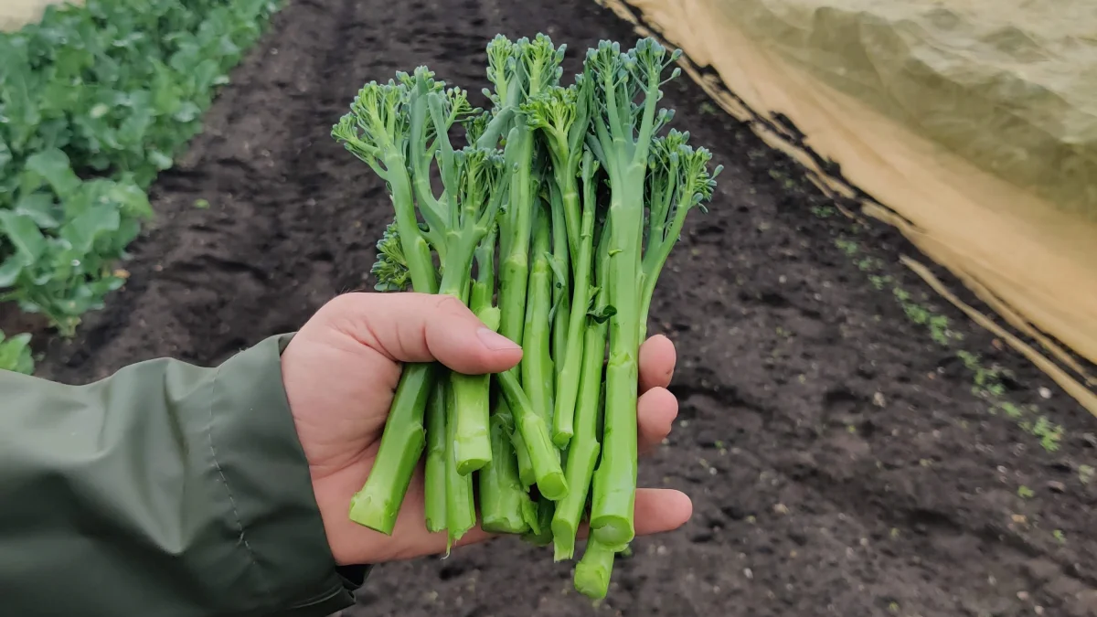 Det første parti af danskdyrkede Bimi-broccoli vil være at finde på hylderne i Føtex og Bilka fra uge 24. Foto: Axel Månsson