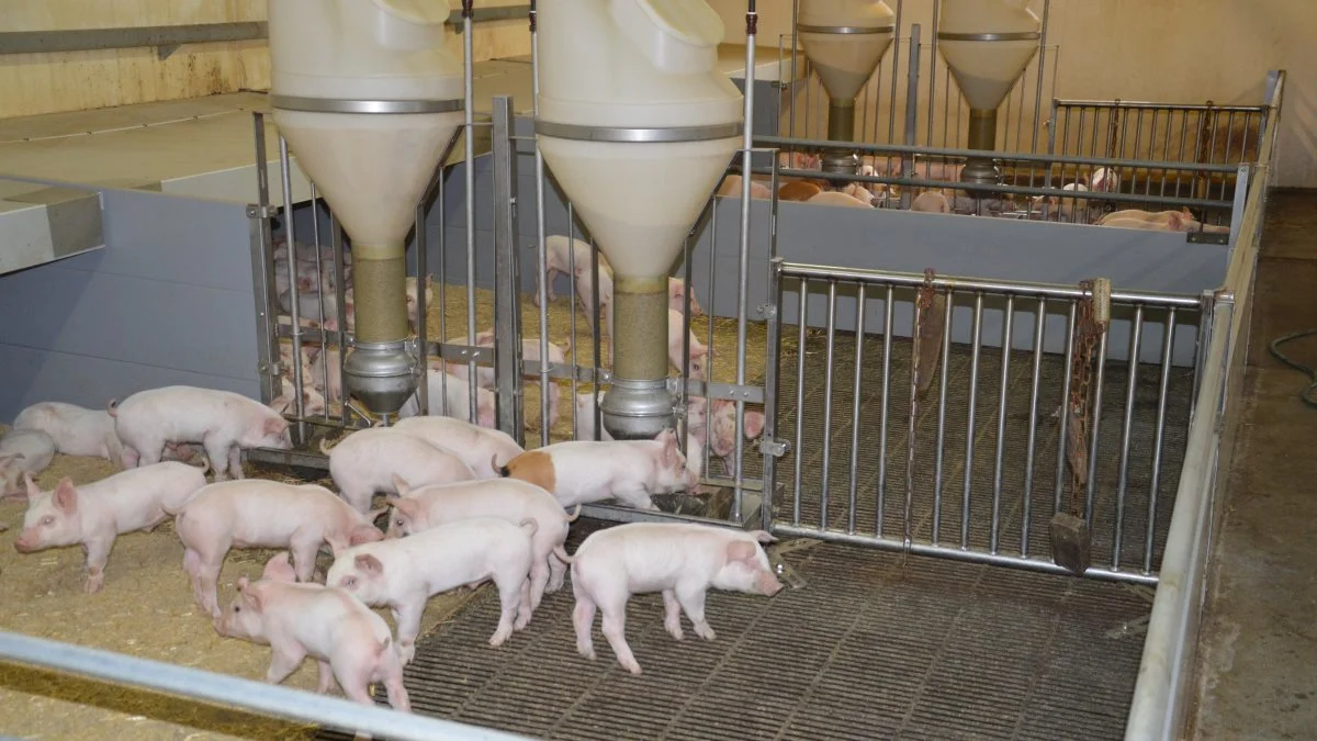 Da Danish Agro spurgte, om der var mod på at forsøge sig med udfasning af zink, var det langt fra første gang, at familien på Dyrehavegaard indlod sig på afprøvninger i besætningen. Fotos: Camilla Bønløkke