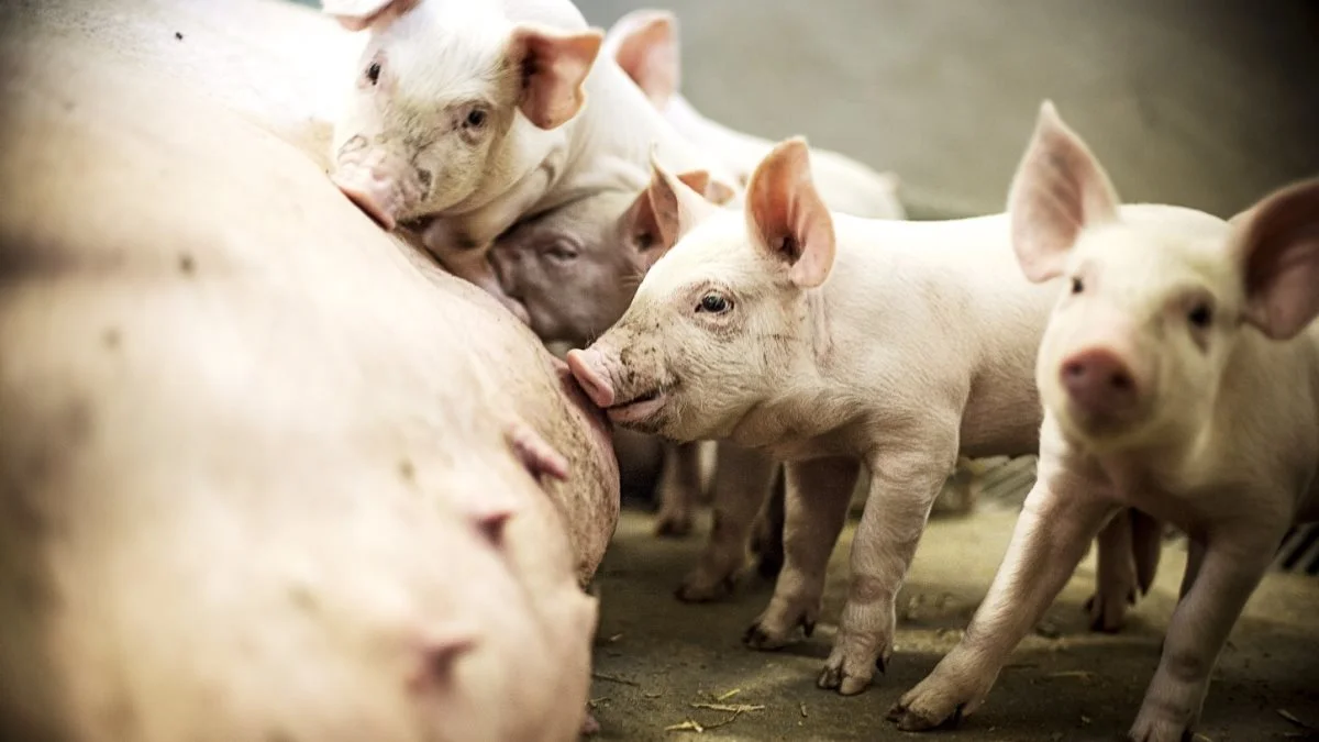 Leverandører af slagtesvin til Danish Crown kan forvente at få 11,90 kroner pr. kg for slagtesvin i vægtklassen 72 til 96,9 kg. Foto: Jesper Rais/AU Kommunikation