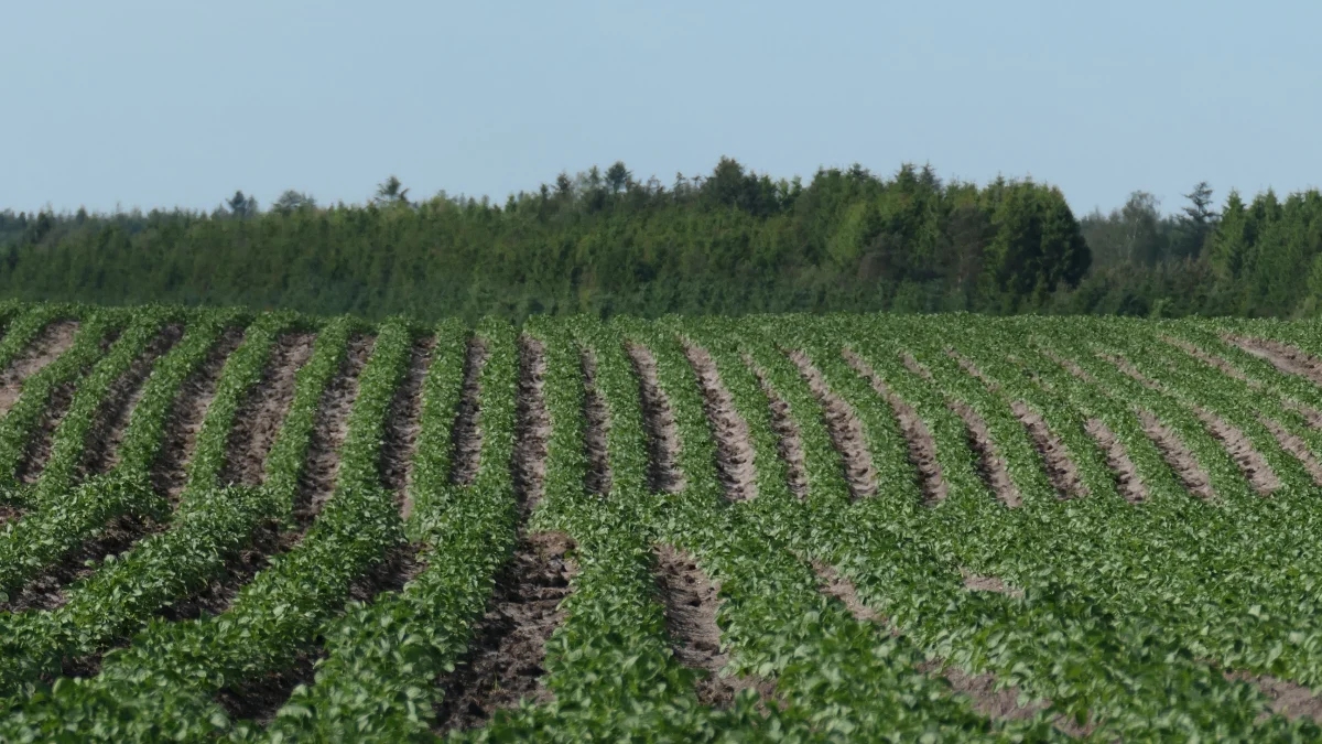 Her i det midtjyske kartoffelområde er en del marker allerede langt fremme, mens andre marker ikke var tjenlige til lægning før maj måneds voldsomme regnmængder stilnede af. Fotos: Bøje Østerlund.