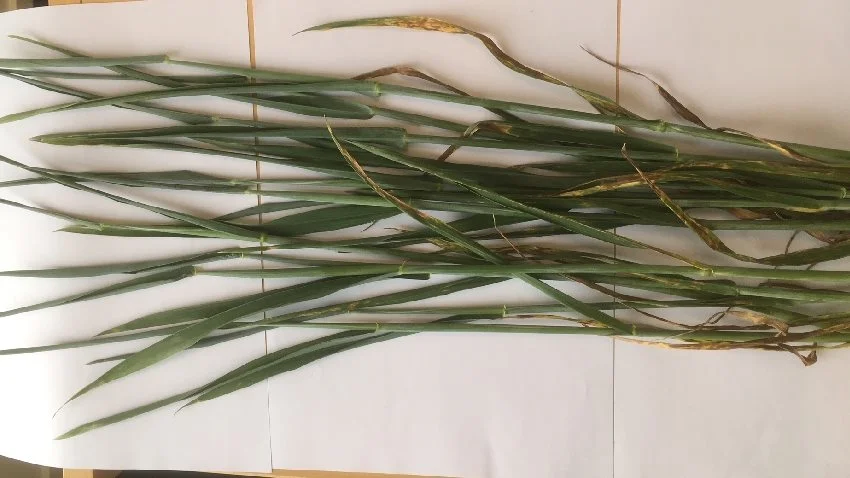 Angreb af Septoria i vinterhvede af sorten Informer på tredje øverste blad fotograferet 7. juni af Hans Christian Lassen, LandboSyd. På omkring 1/3 af planterne sidder også Septoria i spidsen af anden øverste blad (her har bladet været længst tid fremme). Marken er behandlet 21. april med  0,14 l Orius Max + 0,19 l Proline Xpert, 15. maj med 0,3 l Folicur Xpert og 1. juni med 0,78 l Balaya. 