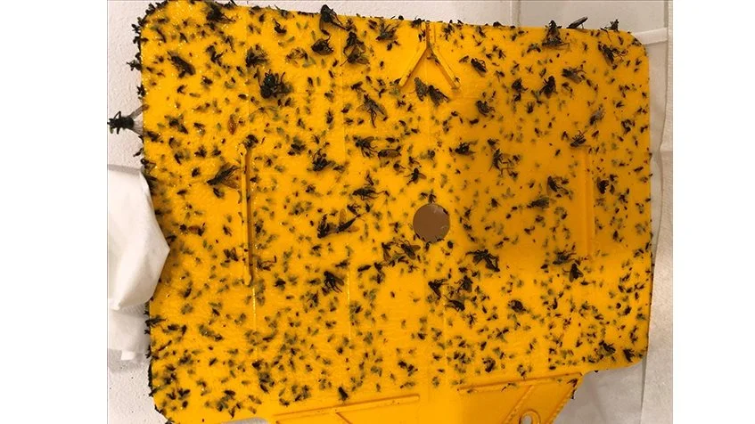 Talrige cikader (2-3 mm og grønne) på limplade fotograferet 7. juni i år af Claus Nielsen fra AKV- Langholt. 