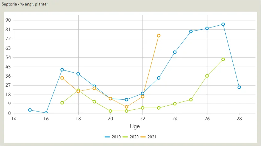 Udviklingen af Septoria i hvede i registreringsnettet i her i 2021 og i de to foregående år (procent angrebne planter). Der er et dyk omkring vækststadie 32, hvor bedømmelsen skifter fra at blive udført på hele planten til kun på de tre øverste fuldt udviklede blade. Kilde: Seges

