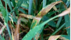 Vinterhvede af sorten Informer. - Den blev regnet for meget lidt modtagelig over for Septoria, men har vist sig at være en af de værst angrebne sorter i år, lyder det fra Hans Jørgen Bak, AgriAdvice. Foto: Hans Jørgen Bak