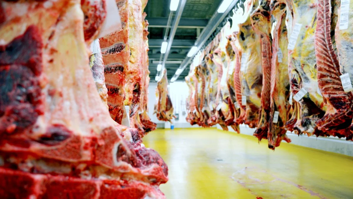 Der er normal drift for årstiden på DC Beef-slagterierne, som her i Holsted. Arkivfoto