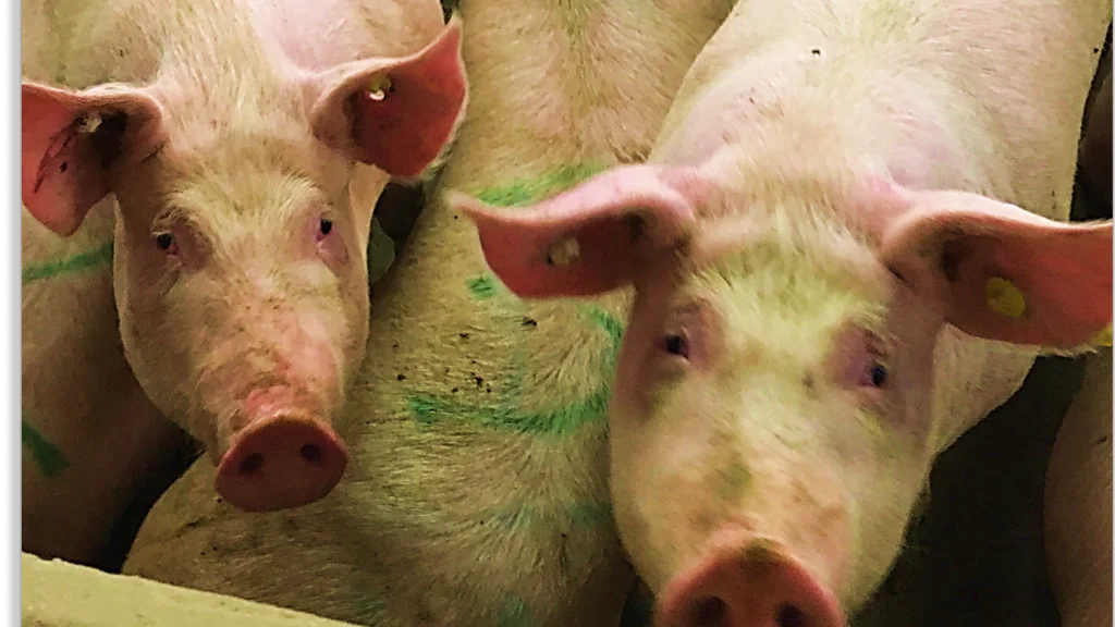 I besætninger, hvor der anvendes hormonel brunstsynkronisering af sopoltene, opnår man i gennemsnit 0,3 levendefødt gris ekstra i første kuld. Det gælder uanset, om der bruges indkøbte polte eller polte af egen avl. Foto: Danvet Research.