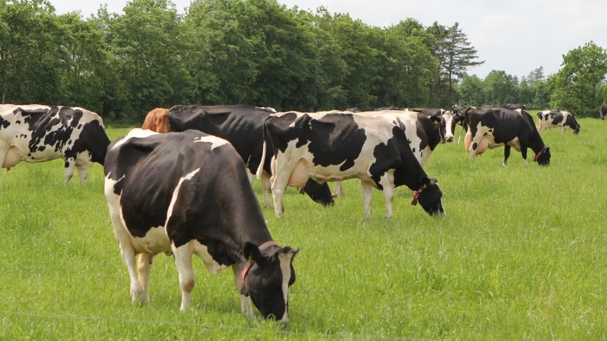 Køerne hos Alfred Kloster yder i gennemsnit knap 12.000 kg EKM om året.