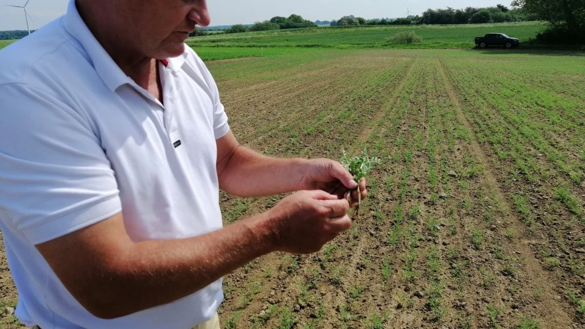 Kikærteplanten giver en bælg med en eller to ærter i hver.