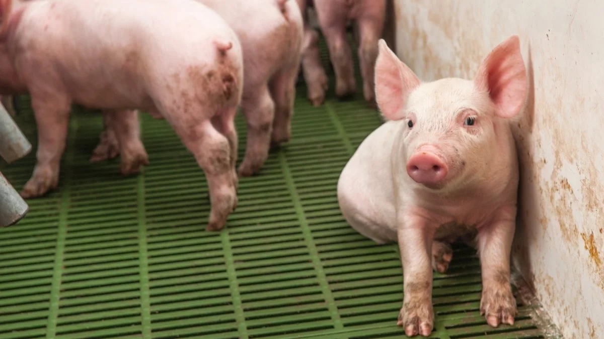 Leverandører af slagtesvin til Danish Crown kan forvente at få 11,30 kroner pr. kg for slagtesvin i vægtklassen 72 til 96,9 kg. Foto: Artem Merzlenko