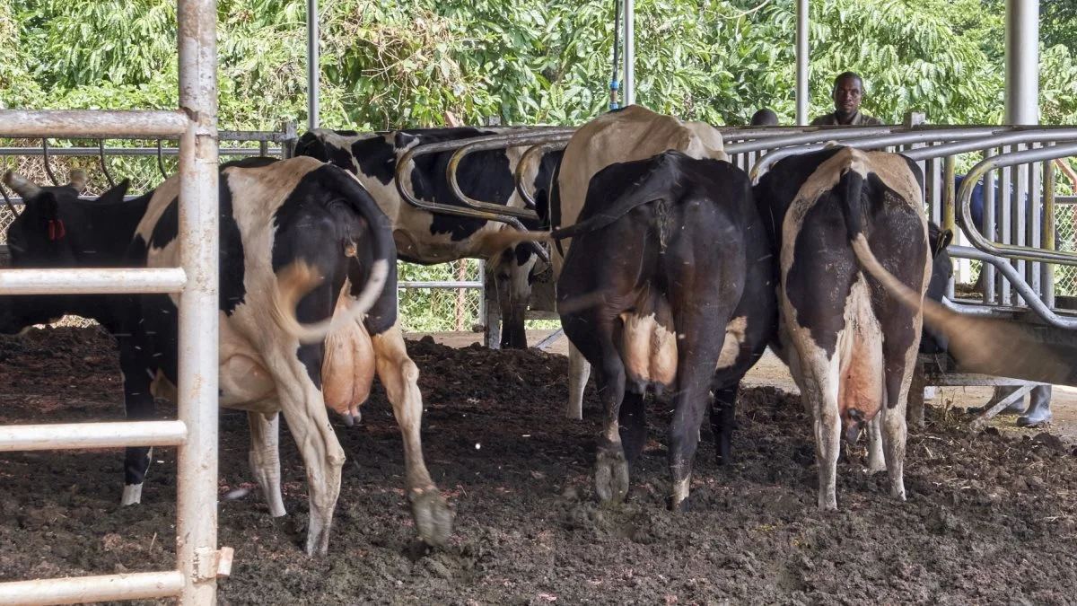 I 2022 er det forventningen, at Arla har fædigbygget sin egen mælkeproduktion i Nigeria. Arkivfoto
