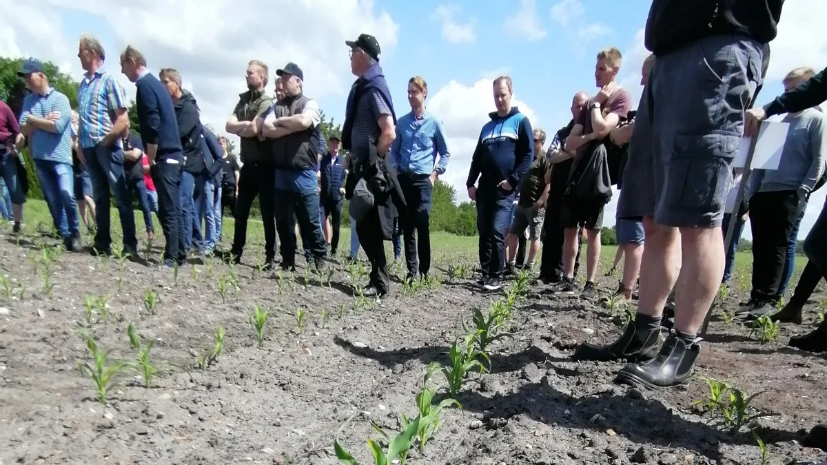 Alle 500 tilladte pladser var fyldte, da Seges i samarbejde med Sagro afholdt Grovfoderekskursion i det sydjyske nær Ribe. Dagen bød på besøg hos kvægproducenterne Mads Stokholm Pedersen og Svend Ebsen Schøler. Fotos: Henriette Lemvig