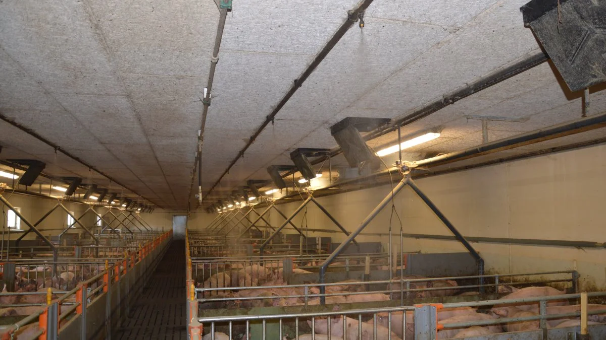 Overbrusning af spaltegulvet kan have flere funktioner og medvirke til markering af gødearealet, renholdelse af spaltegulvet og termoregulering af grisene. Arkivfotos: Camilla Bønløkke