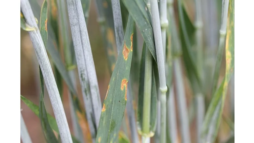 Angrebsgraden af septoria varierer fra sort til sort og også fra landsdel til landsdel.  Foto: Ghita Cordsen Nielsen
