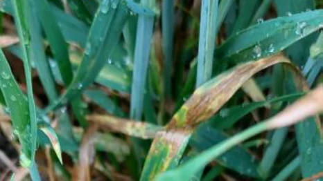 Informer-hvede kraftigt angrebet af septoria. Foto: Hans Jørgen Bak, Agriadvice