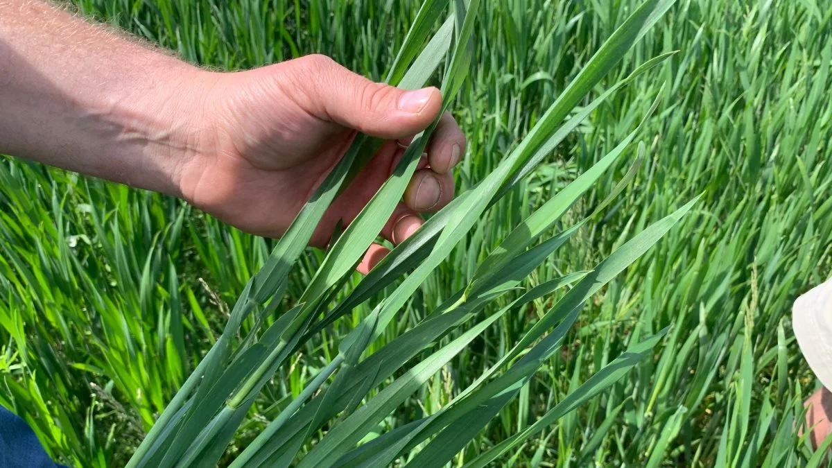 Pondushveden på Dybvad fremstår ved besøget meget stærk og sund uden gulrust og septoria.