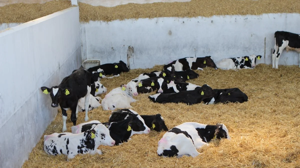 Hos Steen Prebensen er man netop gået i gang med at vaccinere kalvene ved indsætning.