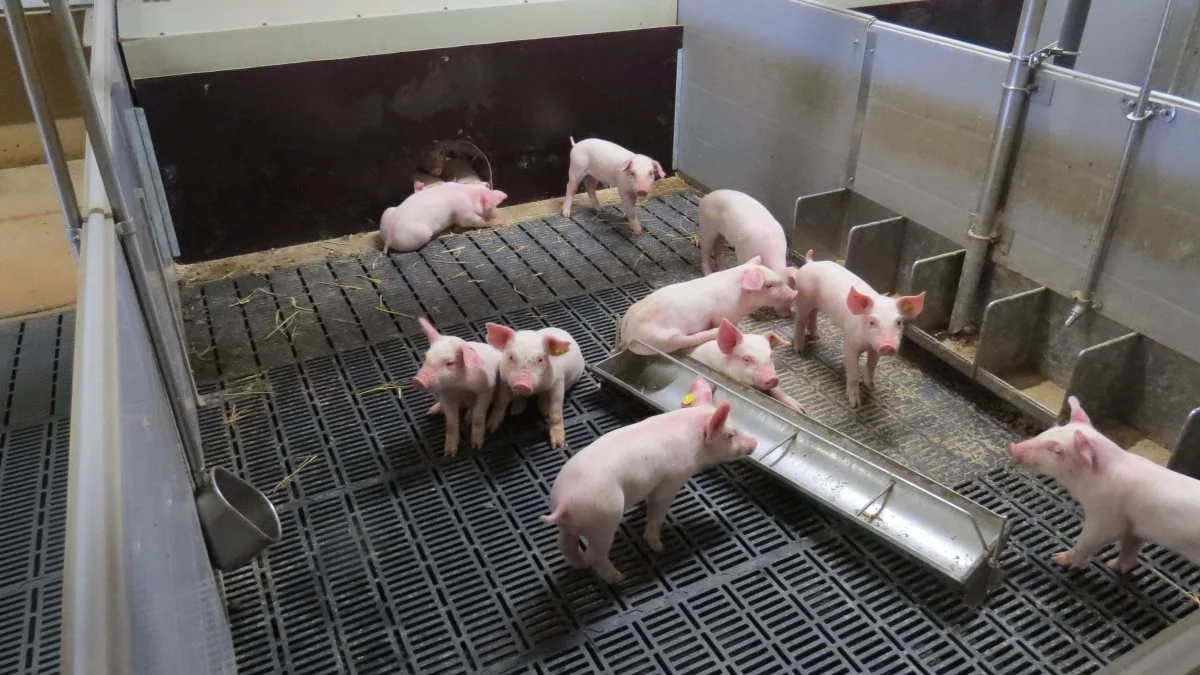 Smågrise får mest ud af protein, der fordøjes indenfor fire timer. Foto: Erik Kjærgaard Christensen