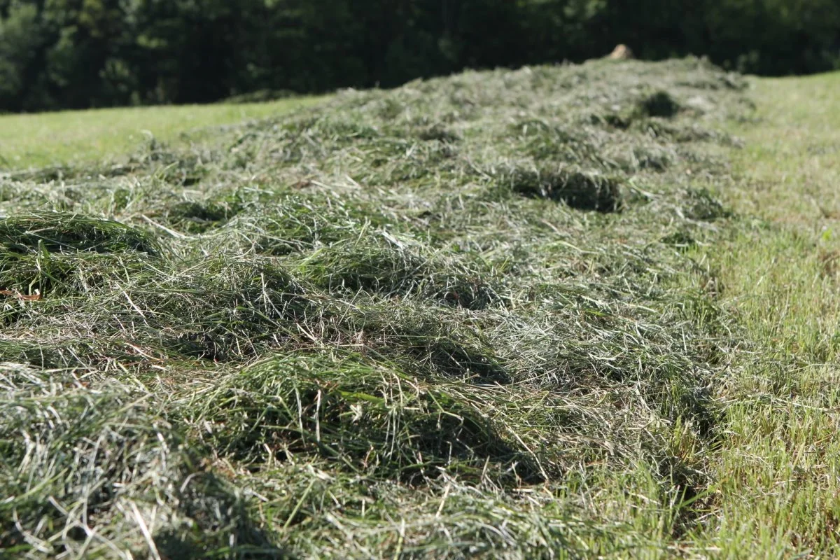 - Første slæt har jo strækket sig over en lang periode i år på grund af regnen i maj, så vi vil nok opleve en stor spredning på kvaliteten af græsset, vurderer Jesper Hagelund fra VKST. Foto: Christian Carus