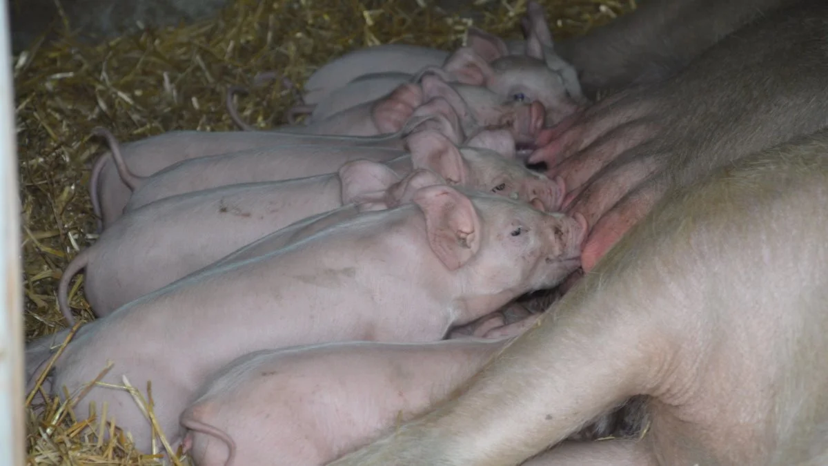 Det norske svineavlsselskab Norsvin SA arbejder hen imod - som de første i verden - at kunne opformere dyr med gener for gode sociale egenskaber. Arkivfoto: Camilla Bønløkke