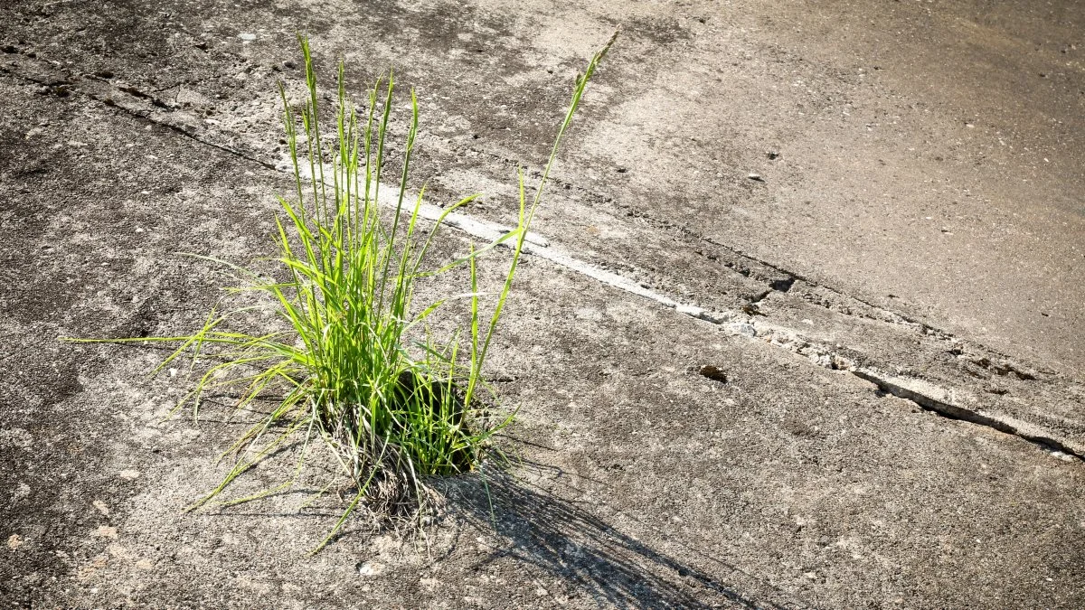 Pesticidforbruget på fortove og andre offentlige arealer er målt på aktivstoffer steget siden 2016, samtidig med, at brugen af glyphosat er dalet. Foto: Colourbox