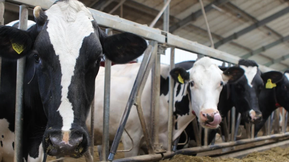 Fremover kræver det både, at resultatet af tankmælksprøver samt blodprøver af kalve og opdræt er tilfredsstillende for at komme i salmonella-niveau 1. Arkivfoto