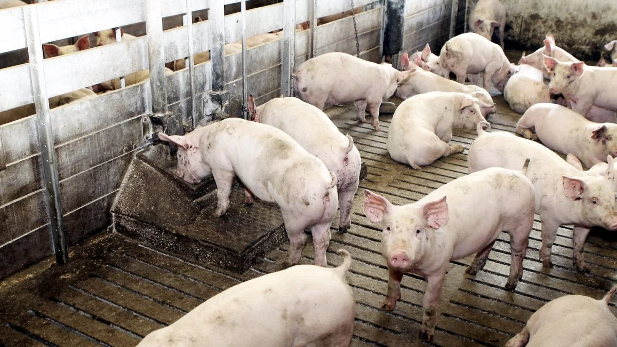 Leverandører af slagtesvin til Danish Crown kan forvente at få 11,10 kroner pr. kg for slagtesvin i vægtklassen 72 til 96,9 kg. Foto: Anne Wolfenberg