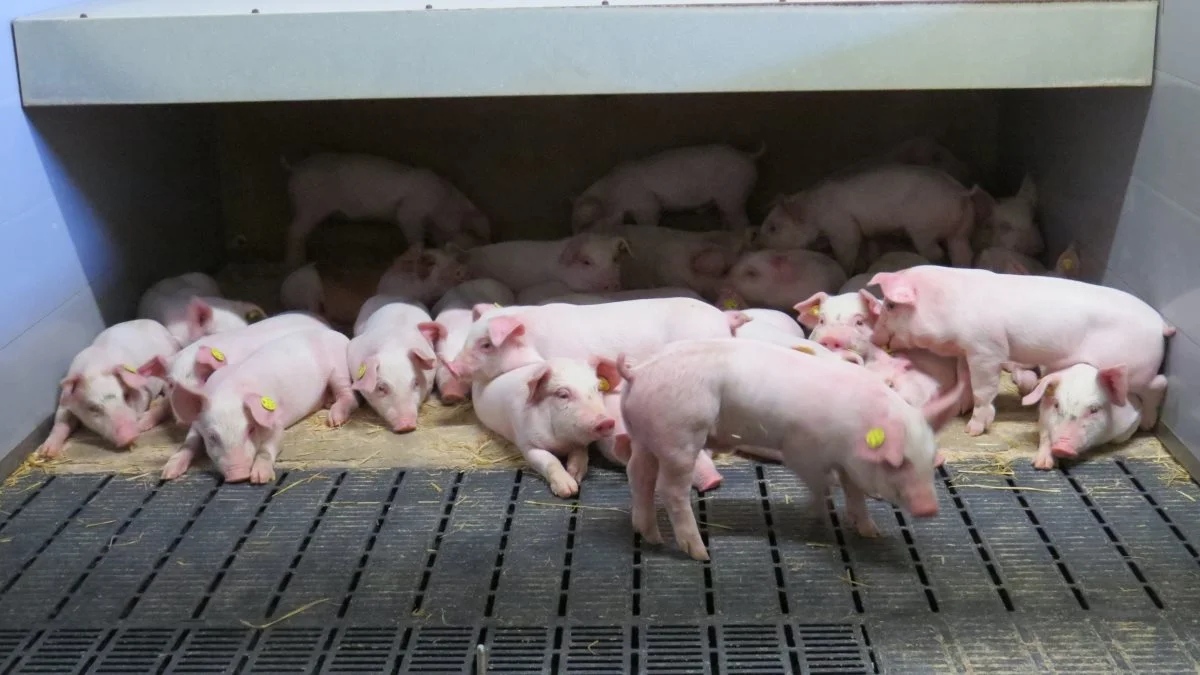 Det er generelt vanskeligt at finde det rigtige tidspunkt at behandle grise på med antibiotika mod lawsonia. Arkivfoto: Erik Kjærgaard Christensen