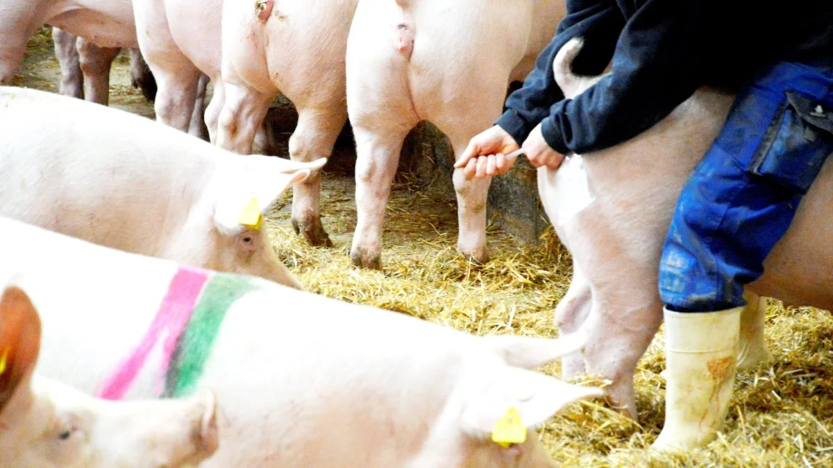 En sygesti skal have et blødt leje i 2/3 af minimumsarealet. Arkivfoto: Camilla Bønløkke