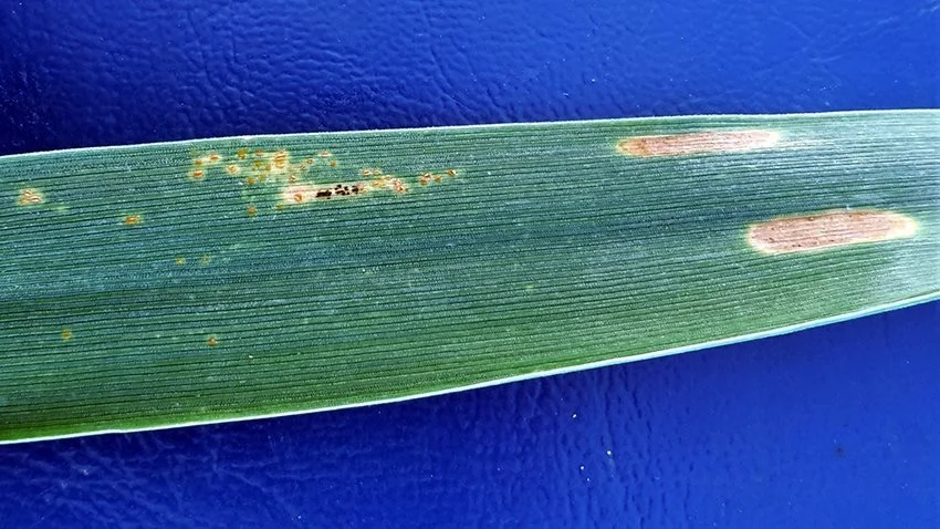 Brunrust og septoria i Kvium-hvede ved Ringsted fotograferet 21. juni i år af Irene Skovby Rasmussen, VKST.
