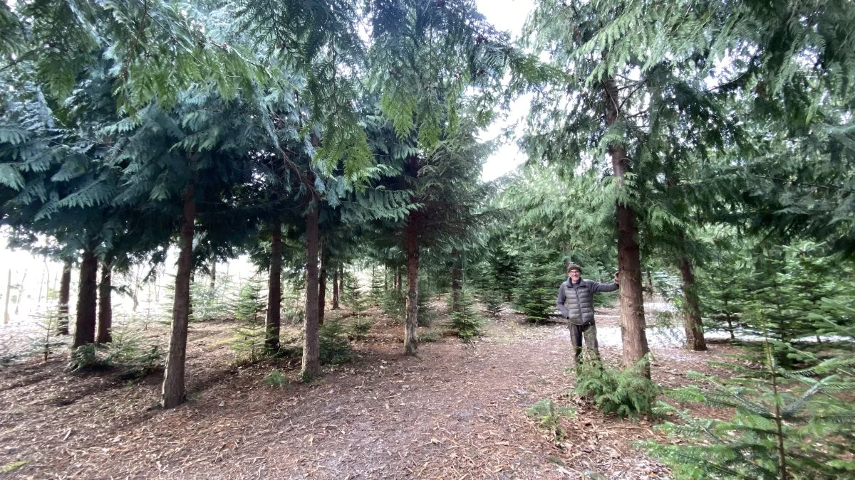Thuja underplantet med ædelgran kun 18 år gamle i Søren Paludans egen skov, Kærehave skov 