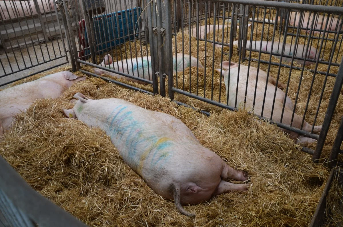 En sygesti skal have et blødt leje i to tredjedele af minimumsarealet. Arkivfoto: Camilla Bønløkke