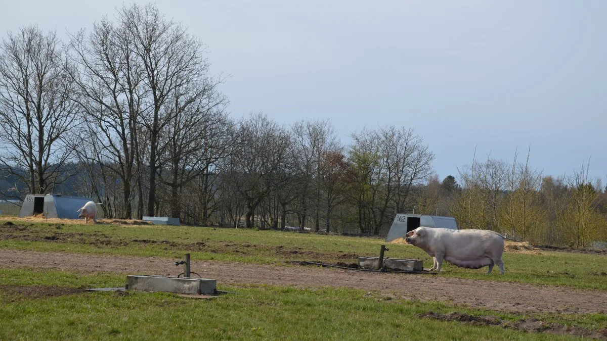Landbrug & Fødevarers Økologi Sektion og Økologisk Landsforenings Svineudvalg har sendt et brev ud til alle med grise på friland, hvor de opfordrer til, at man tager et kritisk tjek af bedriften. Arkivfoto: Camilla Bønløkke

