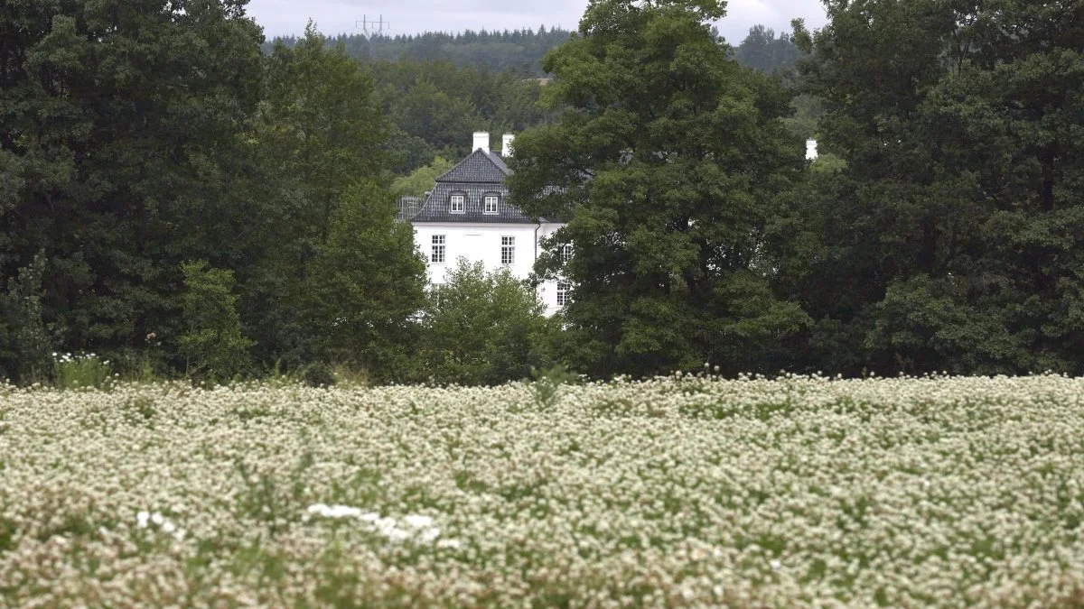 Med Hvidkilde Slot i baggrunden står hvidkløveren flot. Som de øvrige billeder er motivet fra 1. juli, og med fortsat normale betingelser vil godsets 44 ha hvidkløver skulle skårlægges den 20. juli.