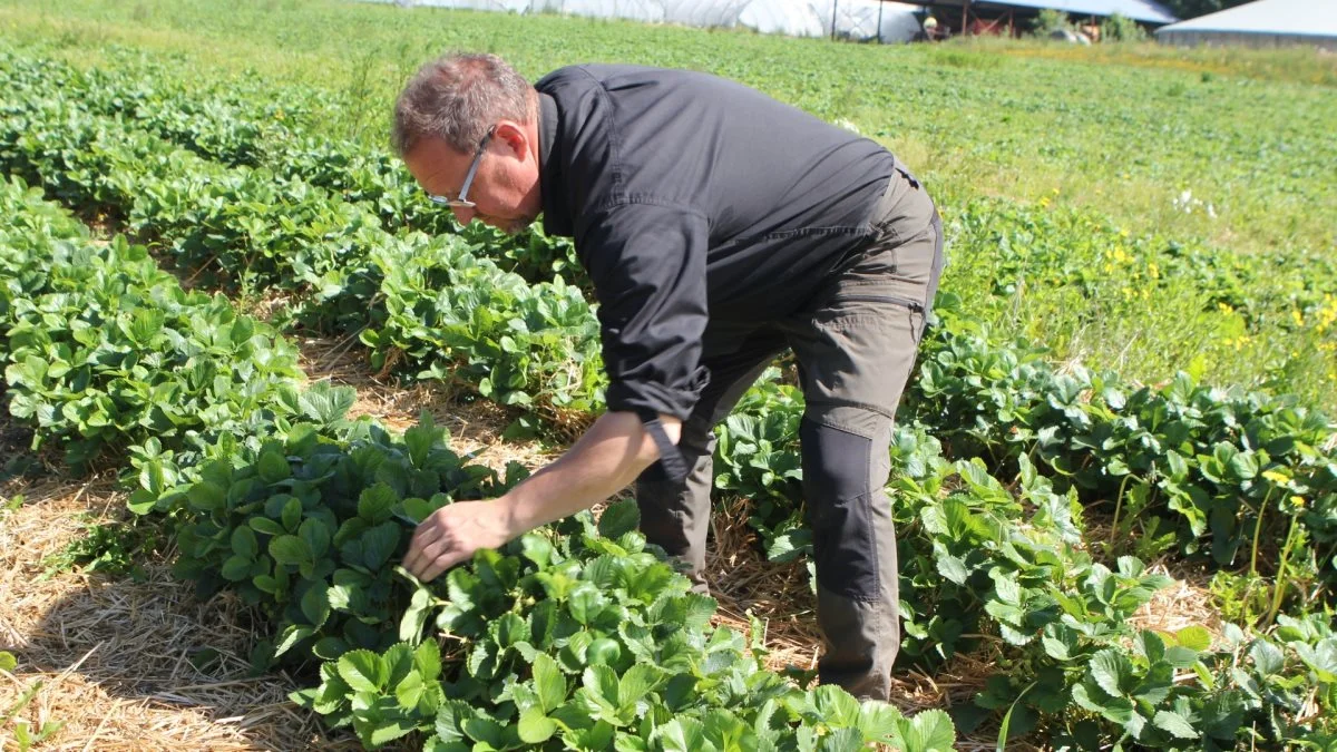 Det er dyrkningen af jordbær, Claus Jensen brænder for.