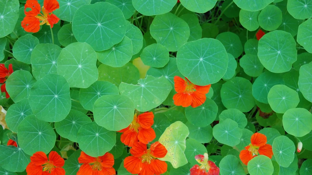 Det kan friste at tage eksotiske planter med hjem fra ferien, men det kan medføre risisci for den danske natur. Foto: Colourbox