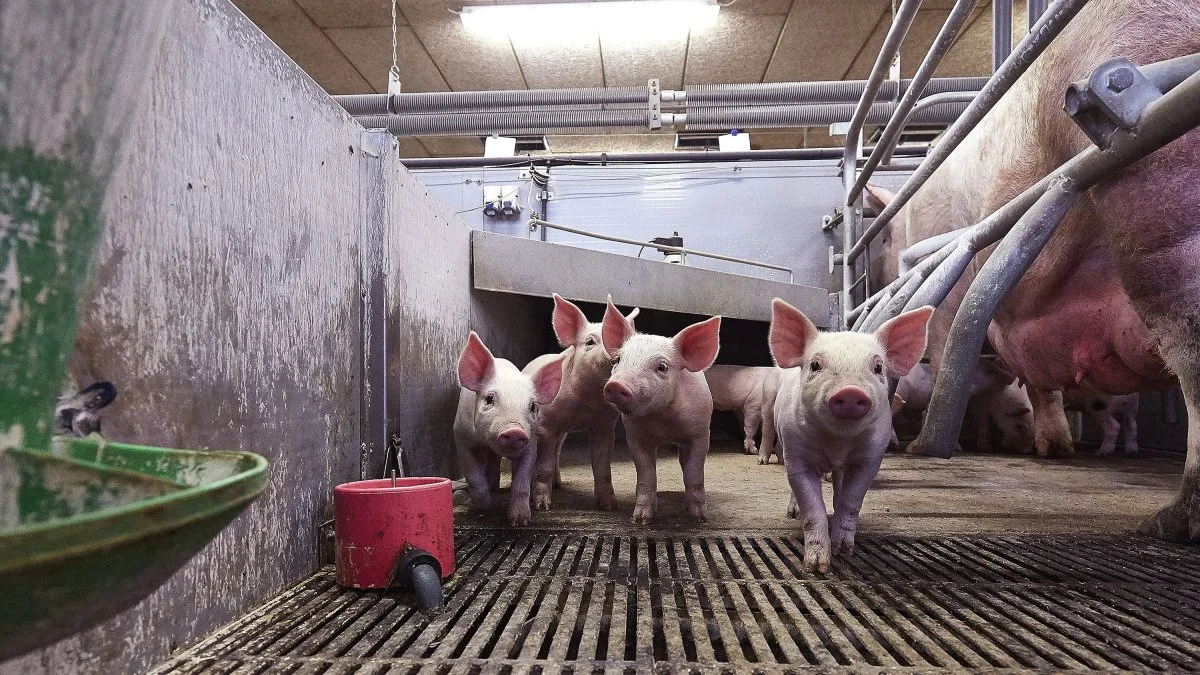 Der har ikke været meget aktivitet hos Scandinavian Farm Invests svineproduktion i 2020. Og det kan ses på regnskabet. Arkivfoto