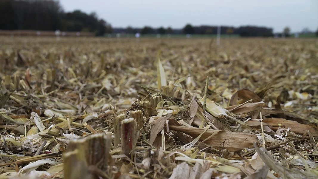 Det er en god ide at lade planterester rådne på marken. For det er godt for klimaet.