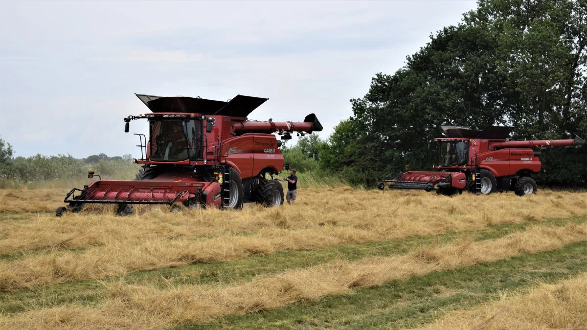 Tre Case IH Axial Flow-mejetærskere var torsdag i sidste uge i gang med de sidste hektar af bakkesvingelen på Guldborgsund Agro, Nørre Alslev på Falster. Foto: Jørn Chr. Jervelund