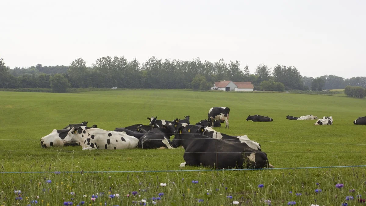 De danske køer er blevet ydelseskontrolleret siden 1895. Dengang gav de omkring 2.000 kg mælk årligt. Et tal, som er steget til over 11.000 kg.