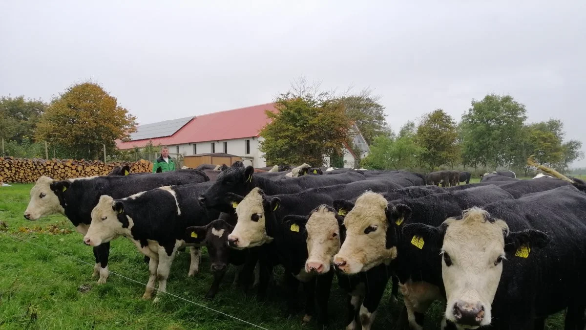 Økologisk landbrug kan være en af måderne at leve op til et eco-scheme på. Foto: Michael Strandfelt