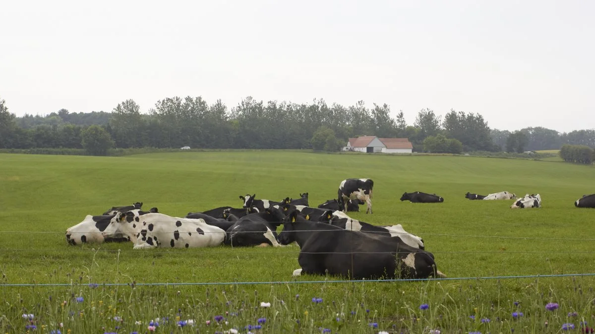 De danske køer er blevet ydelseskontrolleret siden 1895. Dengang gav de omkring 2.000 kg mælk årligt. Et tal som er steget til over 11.000 kg.