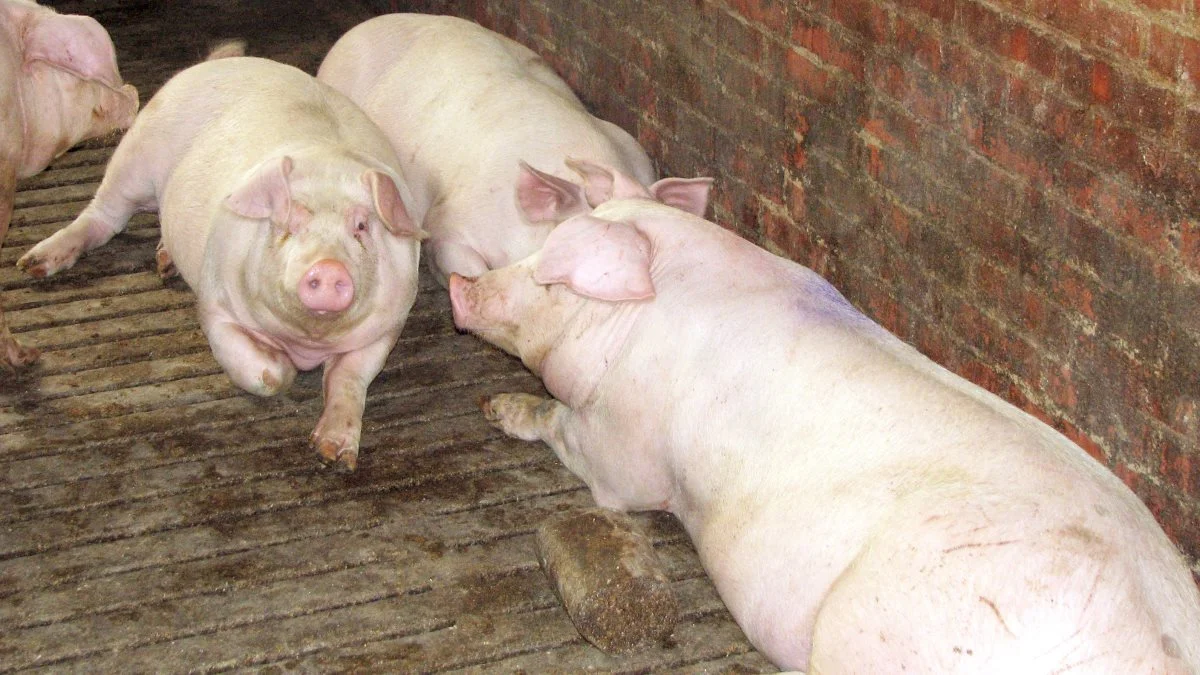 Driftsresultatet for svineproducenter var klart det højeste blandt driftsformerne i 2020, konstaterer Danmarks Statistik. 