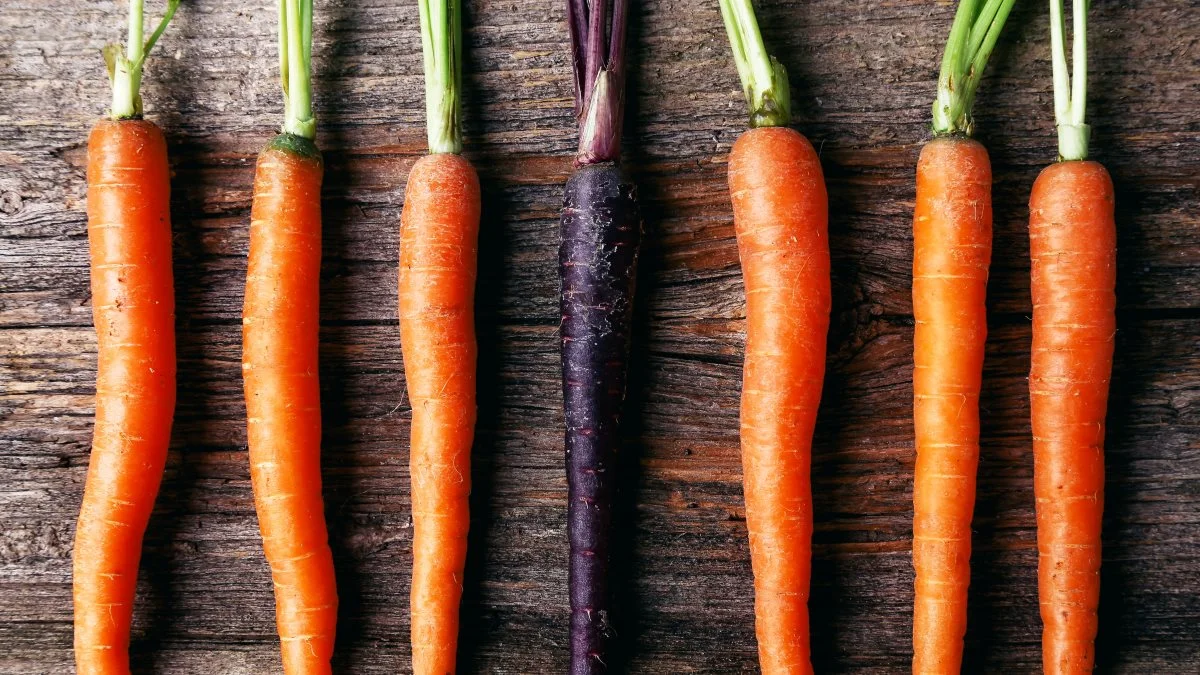 Det naturlige farvestof, anthocyanin, findes ikke i de orange gulerødder, men genet er dog skjult i deres DNA. Derfor forsøger forskerne på at aktivere genet og få dem tilbage til deres lilla artsfæller. Foto: Colourbox