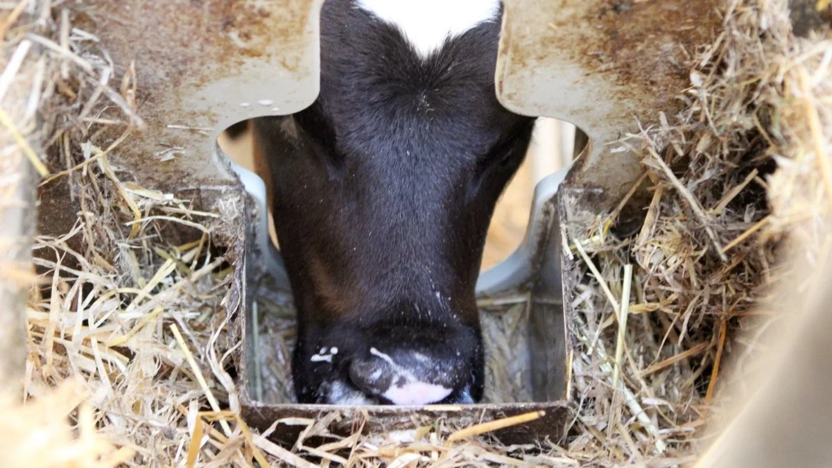 Husdyrformidlingen ApS hæver sin kalvenotering for uge 28. Noteringen hæves med 25 kroner. Arkivfoto