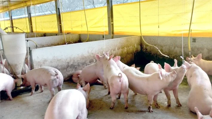 Svinenoteringerne er faldet i Spanien og Frankrig, oplyser Danske Svineproducenter. Arkivfoto